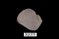 藏品(紫口珊瑚螺)的圖片